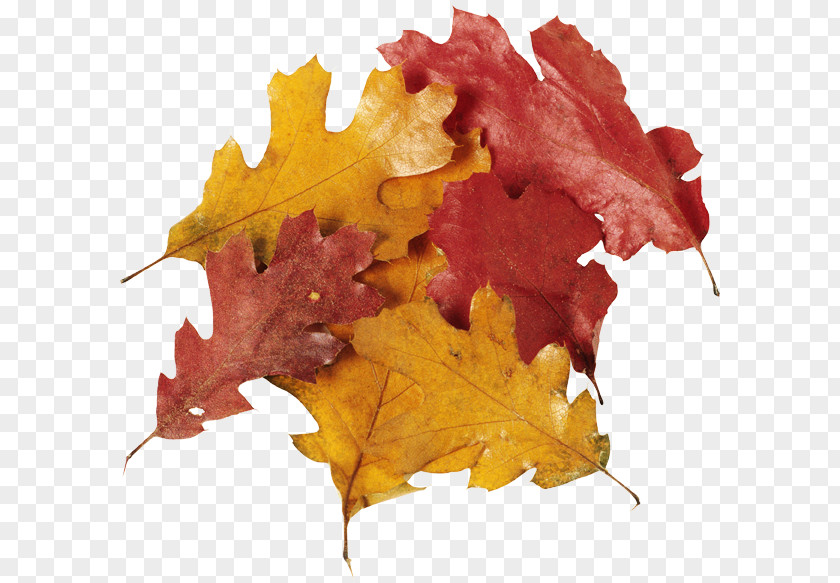 Flower Autumn Red Maple Leaf PNG