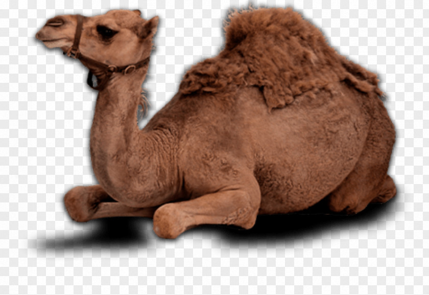 Milk Dromedary Bactrian Camel Image PNG