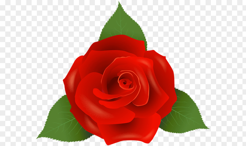 Red Rose Decorative Garden Roses Floribunda Rosaceae PNG
