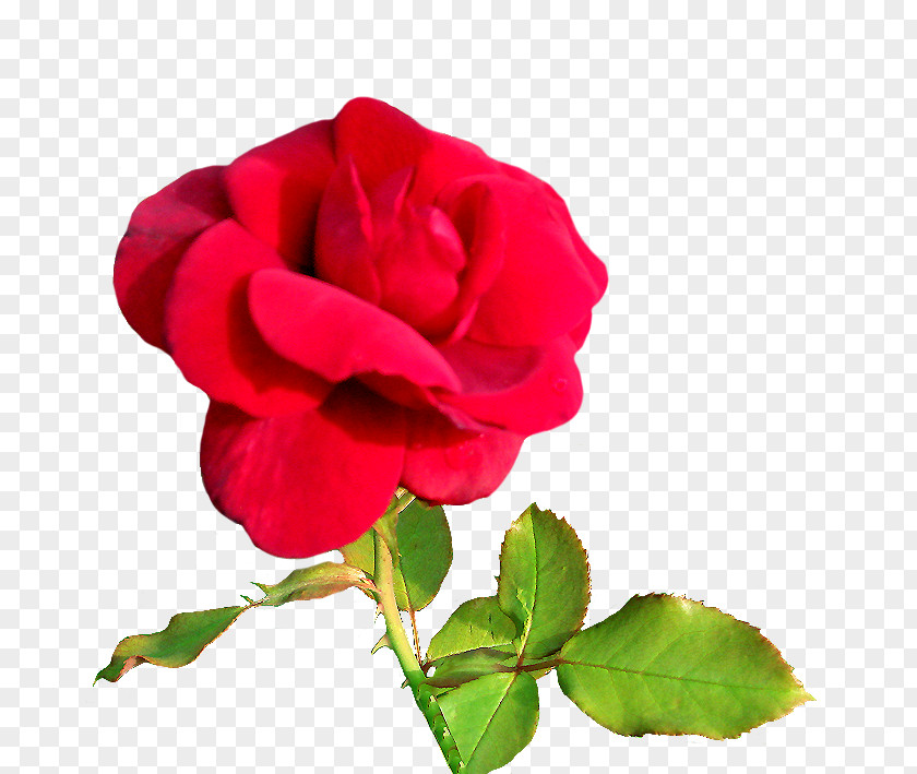 Red Velvet Valentine's Day Flower Heart Rose Clip Art PNG