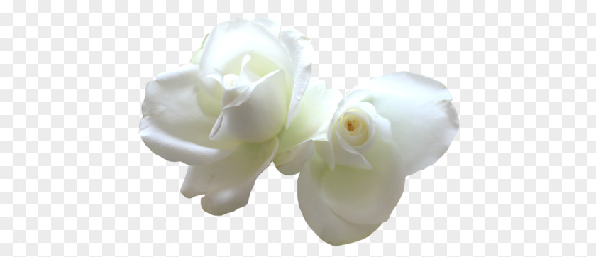 Rose Cut Flowers White Yellow PNG