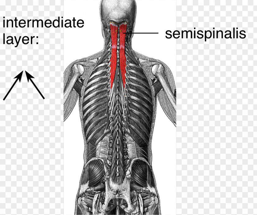 The Pleasing Muscles Of Water Multifidus Muscle Vertebral Column Core Stability PNG
