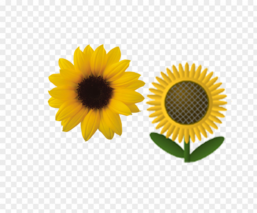 Blooming Sunflower Image Common PNG