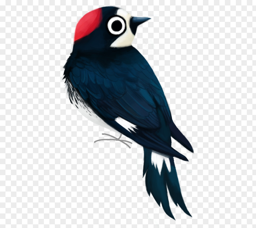 Feather Beak Piciformes PNG