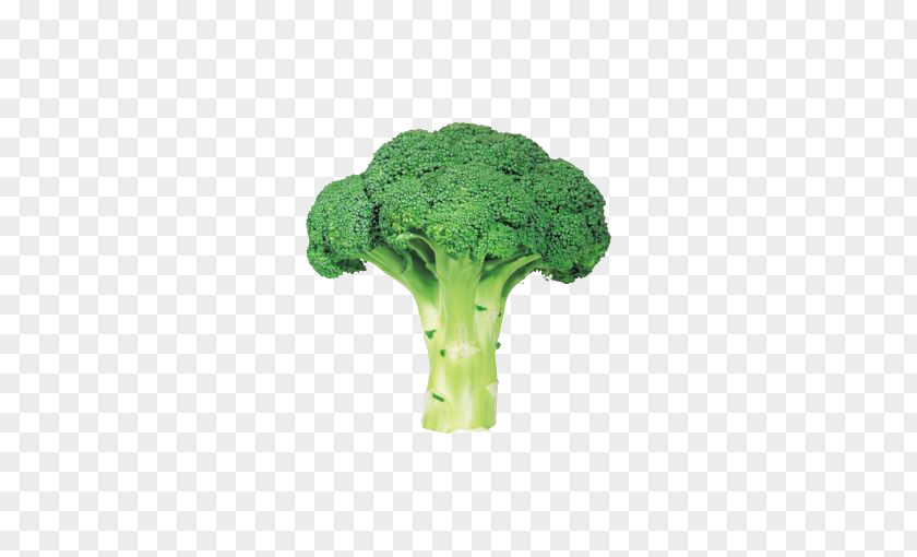 Fresh Green Broccoli Organic Food Vegetable PNG