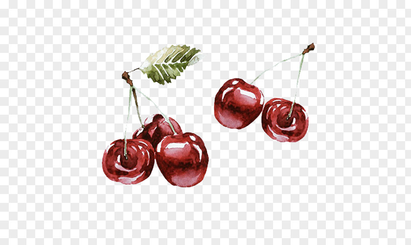 Hand-painted Cherry Drawing Download PNG