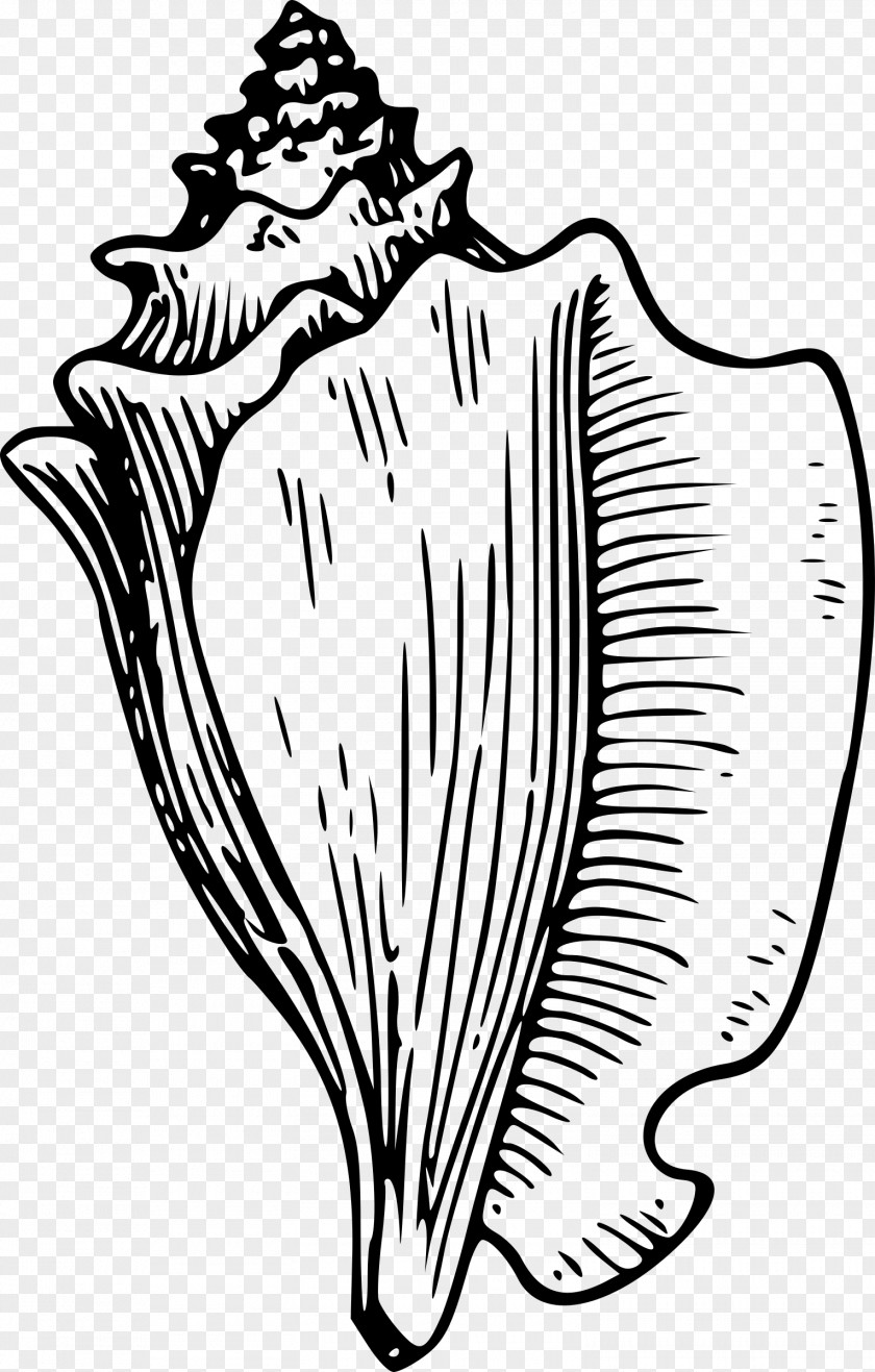 Nature Sea Animals Conch Seashell Drawing Clip Art PNG