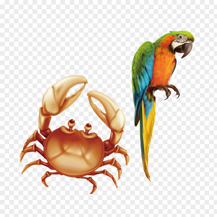 Parrots And Crab Vector Material Parrot Bird Illustration PNG
