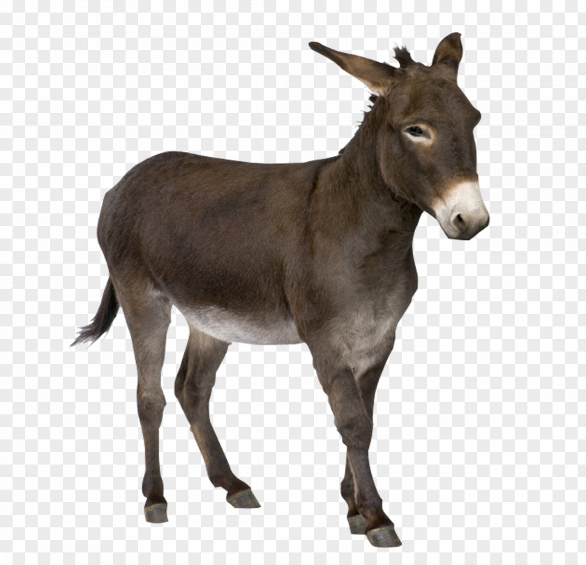 Farm Donkey Mule PNG