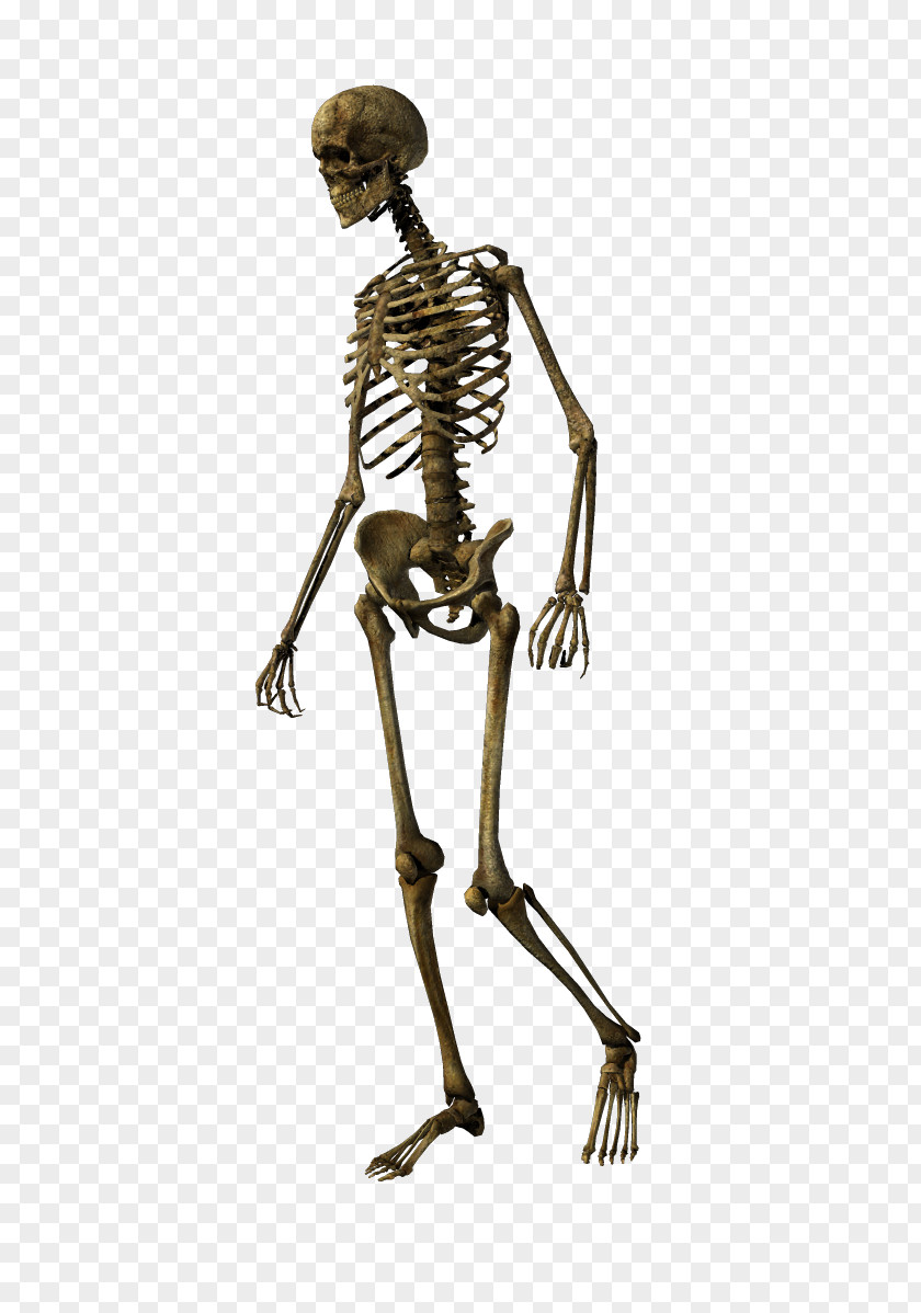 Skeleton Human Bone Skull Joint PNG