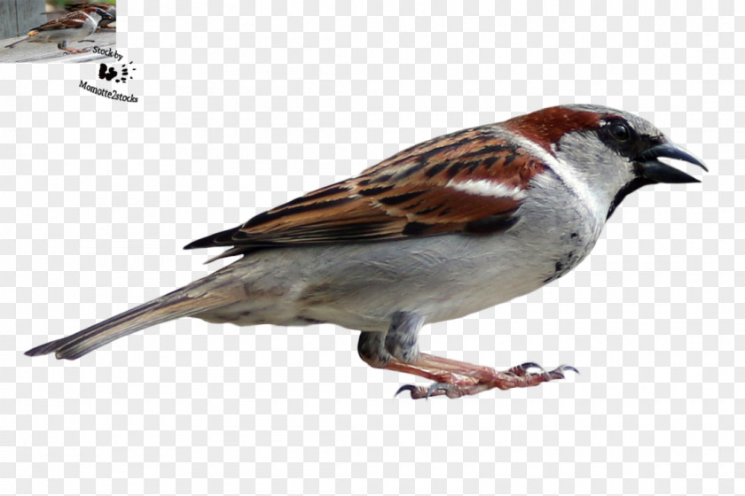 Sparrow House Bird Finch American Sparrows PNG