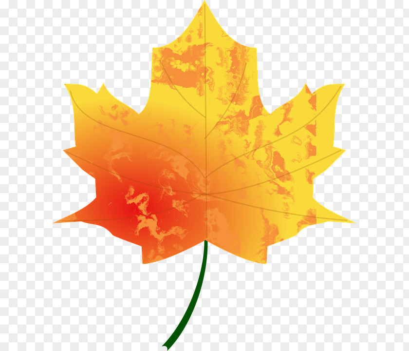 Autumn Leaf Color Look At Leaves Clip Art PNG