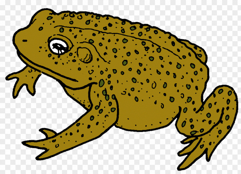 Frog American Bullfrog True Toad Reptile PNG