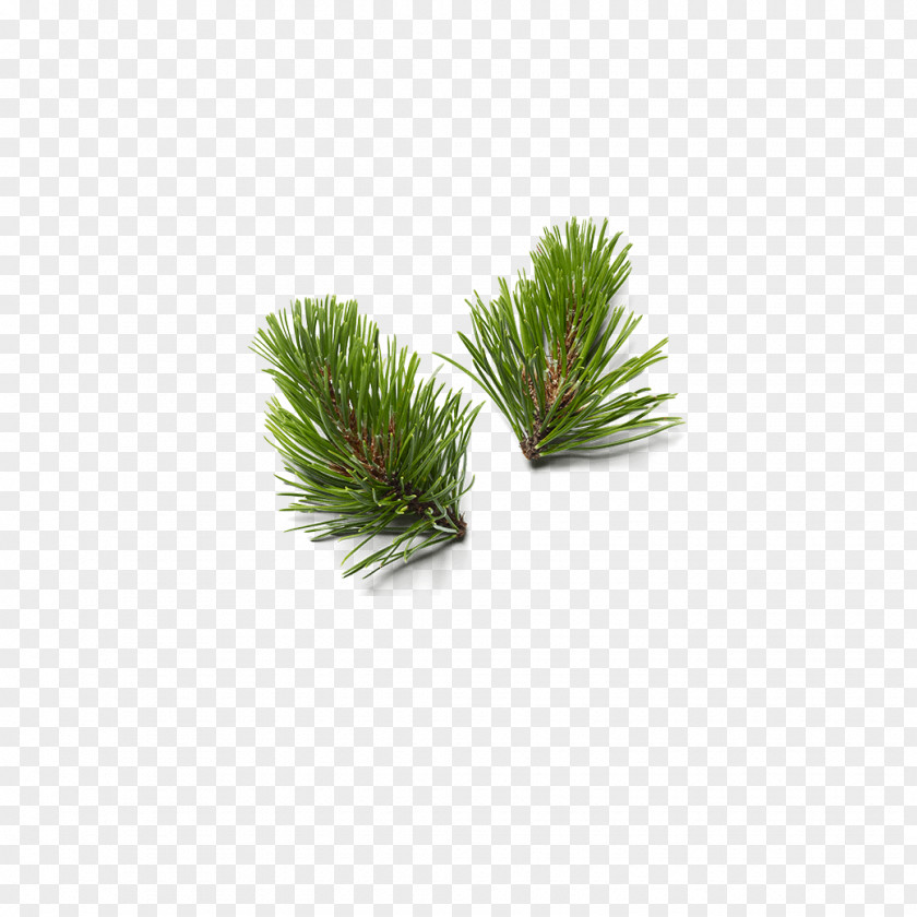 Georgia Pine Jack White Lodgepole Red Shortstraw Grass PNG