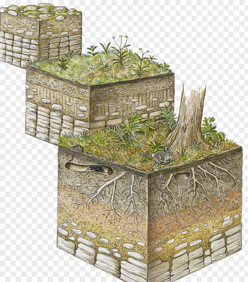Illustration Of Plant Growth Rock Formation Soil Horizon Stratum Organic Matter Topsoil PNG