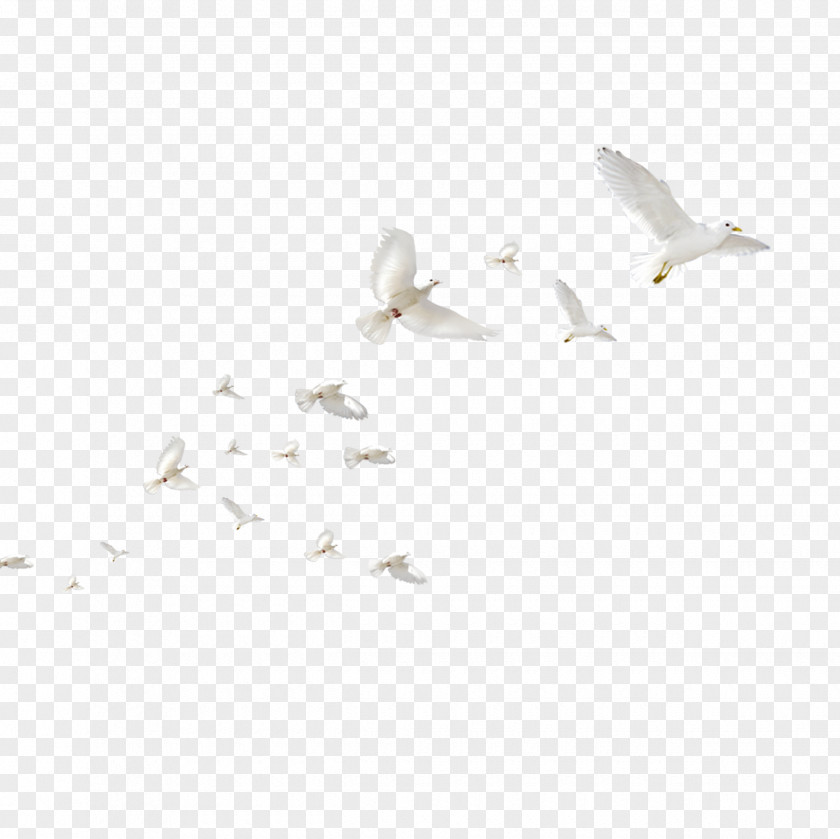 Pigeon Angle LINE Computer Font Pattern PNG