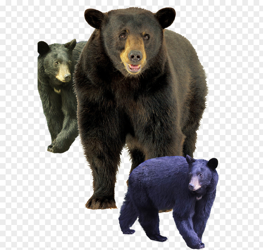 Look Around The Black Bear American Grizzly Brown PNG