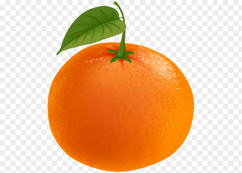 Orange Clementine Mandarin Tangerine Blood Clip Art PNG