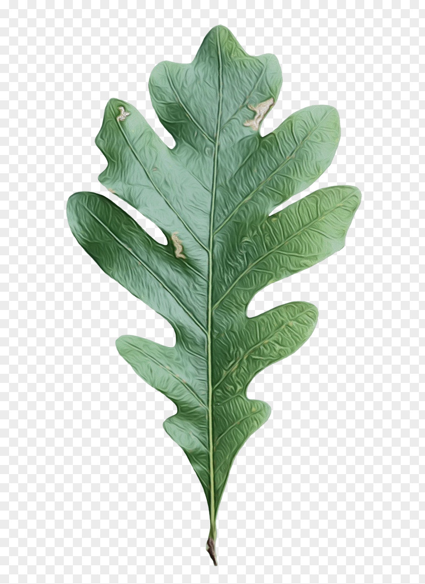 Plane Oak Tree Leaf PNG