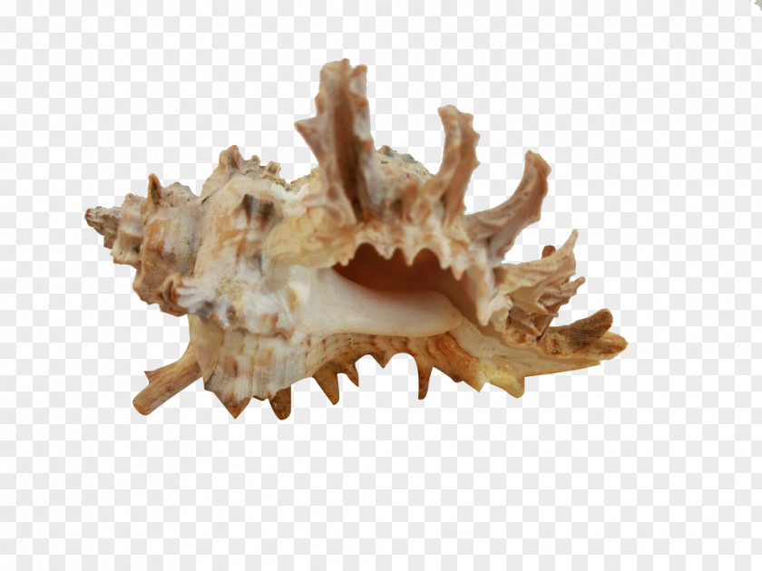 Pretty Conch Seashell PNG