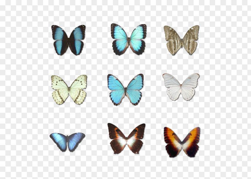 Butterfly Character Structure Download PNG
