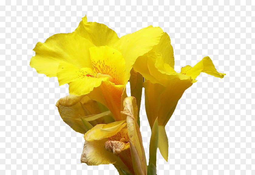 Cannabis Pictures Canna Daffodil Cut Flowers Daylily Lilium PNG