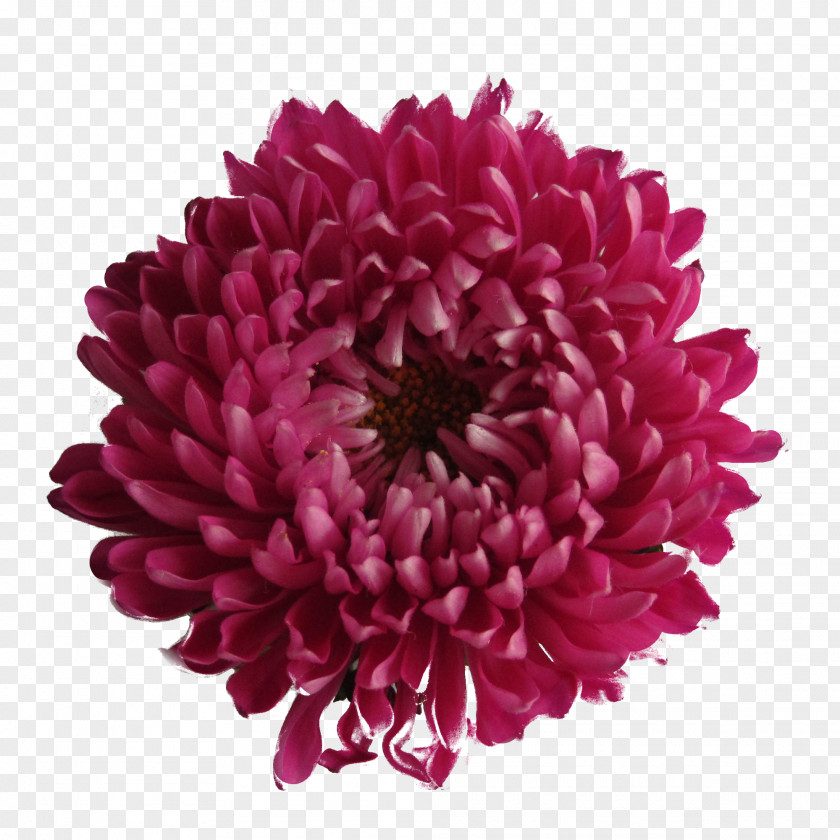 Chrysanthemum Transparent Background Image File Formats PNG
