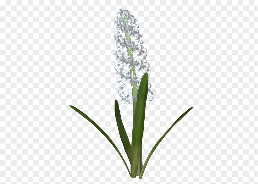 Dt Flowering Plant Stem PNG