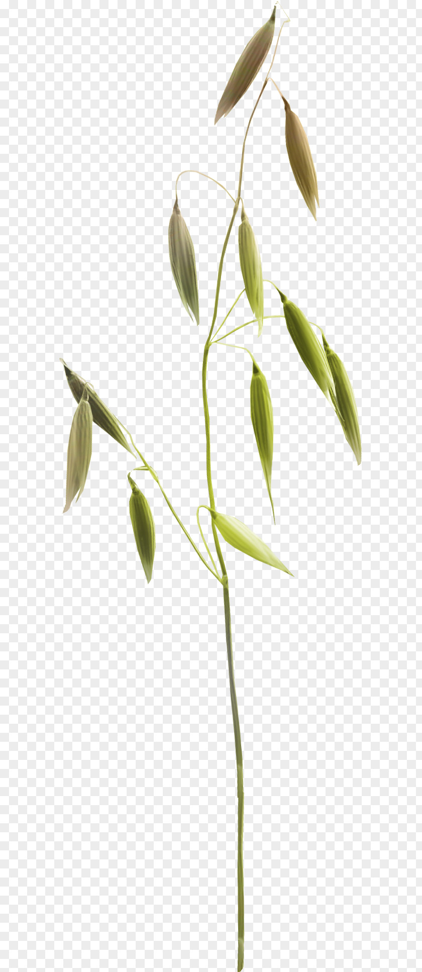 Herbe Herbaceous Plant 2403 (عدد) 2404 Lawn Meadow PNG