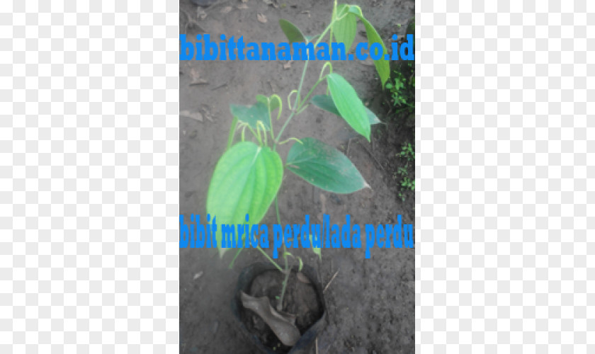 Leaf Herb Tree PNG