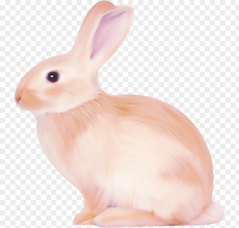 Painting Bunny Domestic Rabbit Hare PNG