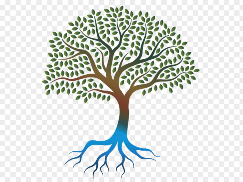 Tree Drawing How To Draw Illustration Root Image PNG