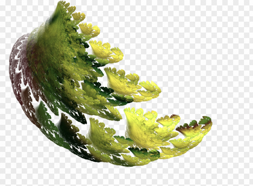 Vegetable Organism PNG