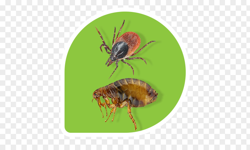 Flea Lawn Insect Pest Control PNG