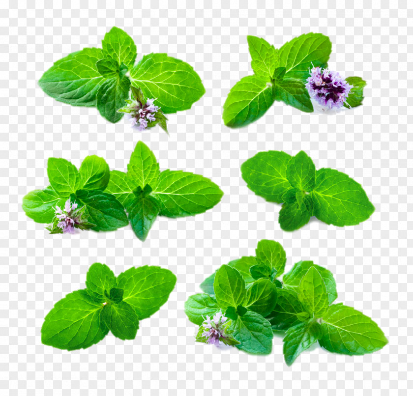Flowering Mint Leaves Mentha Spicata Peppermint Medicinal Plants Chinese Herbology PNG