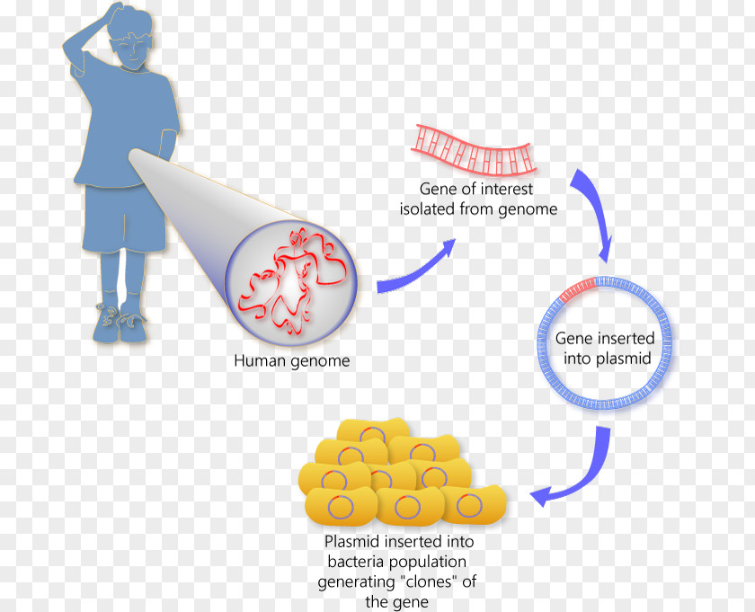 Human Cloning Diagrams Molecular Genetics Somatic Cell Nuclear Transfer PNG