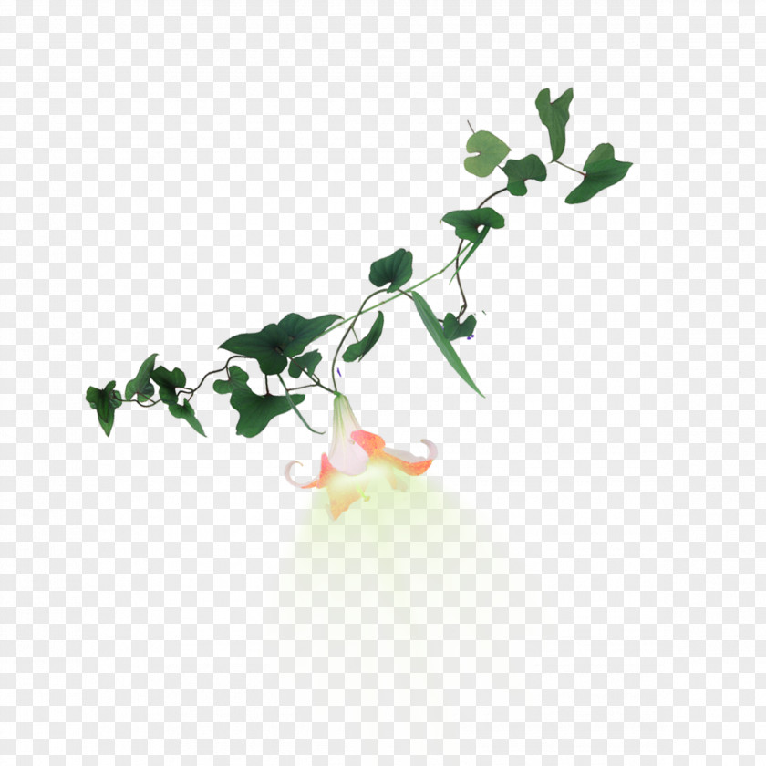 Trumpet Vine Flower PNG