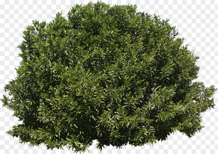 Bushes Tree Shrub Evergreen PNG
