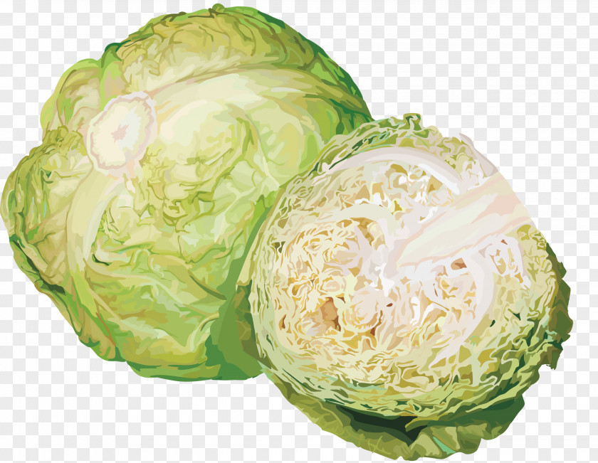 Cabbage Broccoli Kohlrabi Clip Art Vegetable PNG