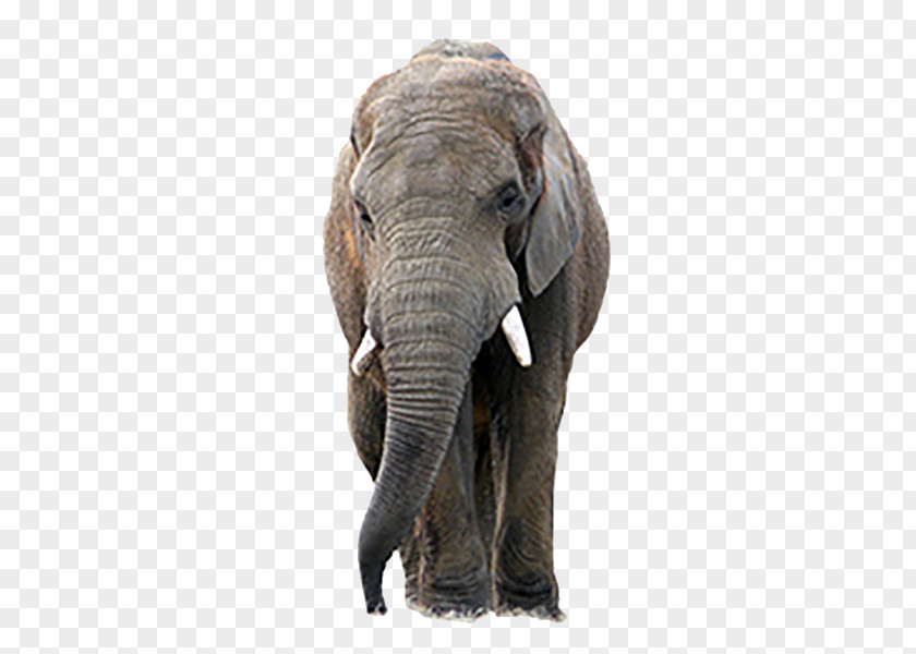 Elephant The Elephants Asian PNG