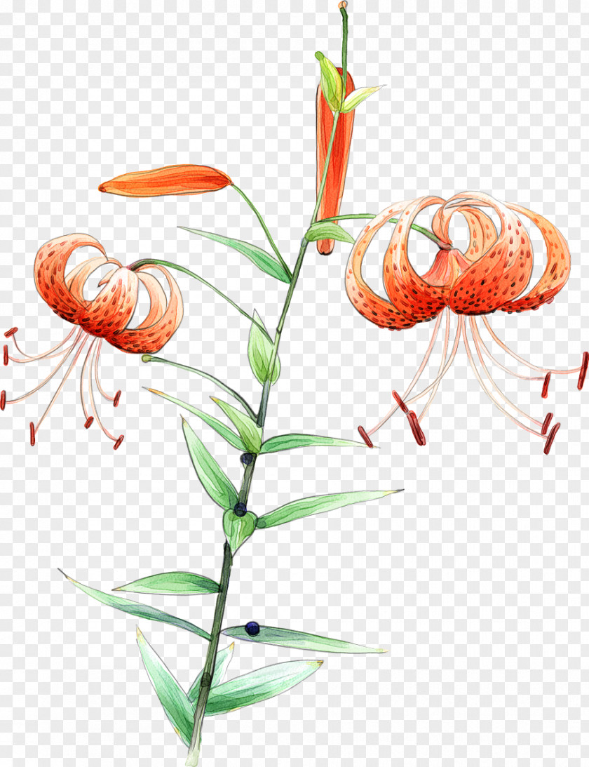 Flower Plant Tiger Lily Stem Family PNG