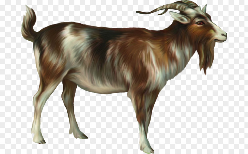 Goat Ahuntz Sheep PNG