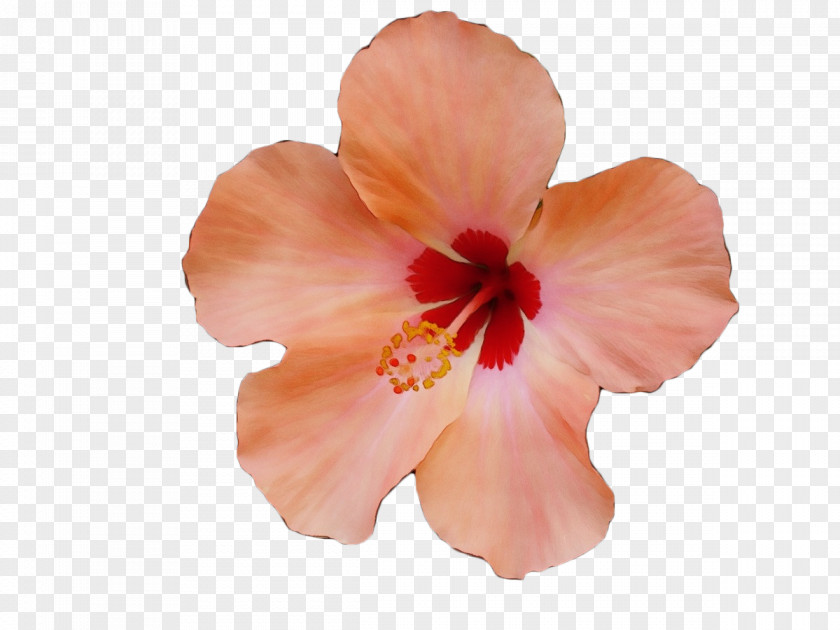 Mallow Family Pink Flowering Plant Petal Hibiscus Flower Hawaiian PNG