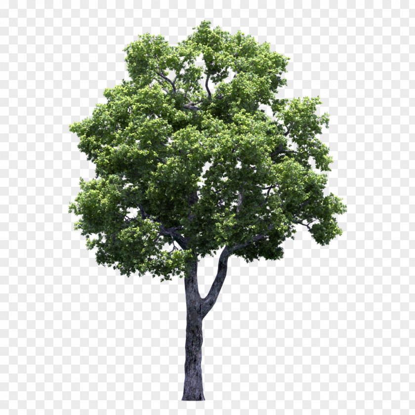 Tree And Shrub Fertilization Oak Dawn Redwood Clip Art PNG