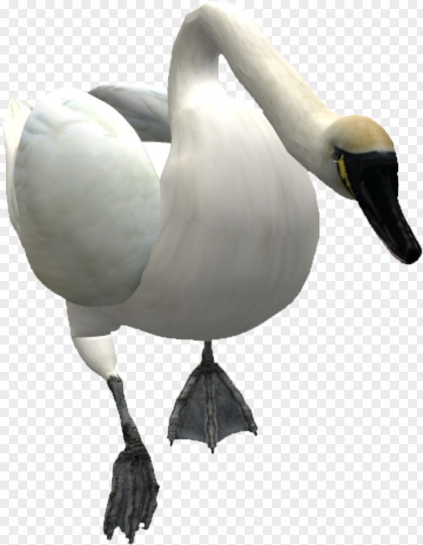 Animals Swan Mute Goose Bird PNG