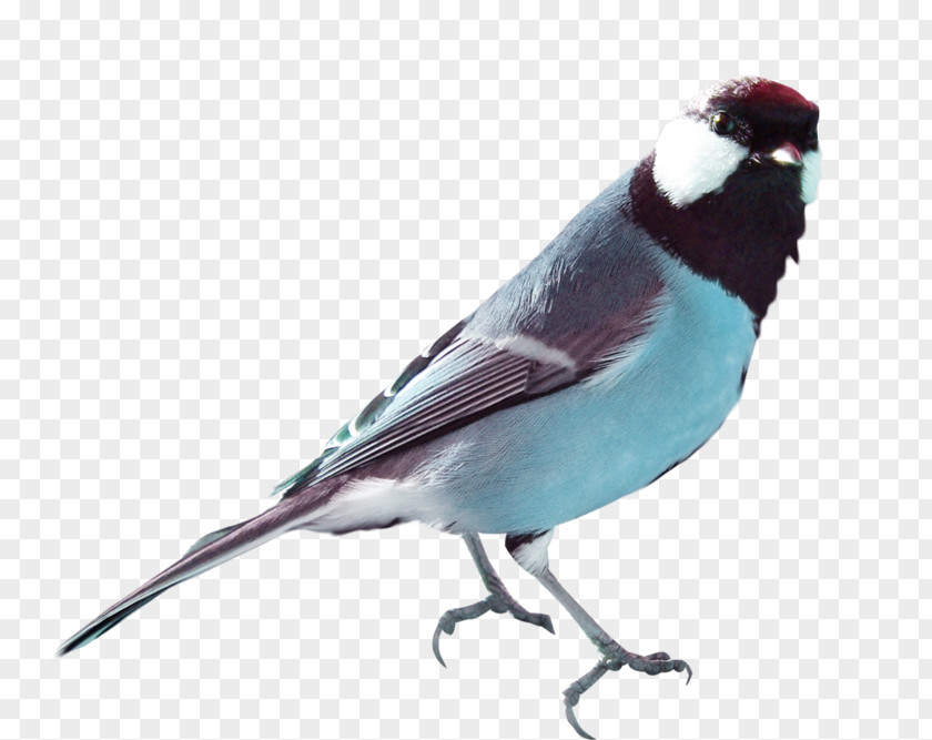 Bird Drawing Blue Hummingbird Pigeons And Doves Beak Homing Pigeon PNG