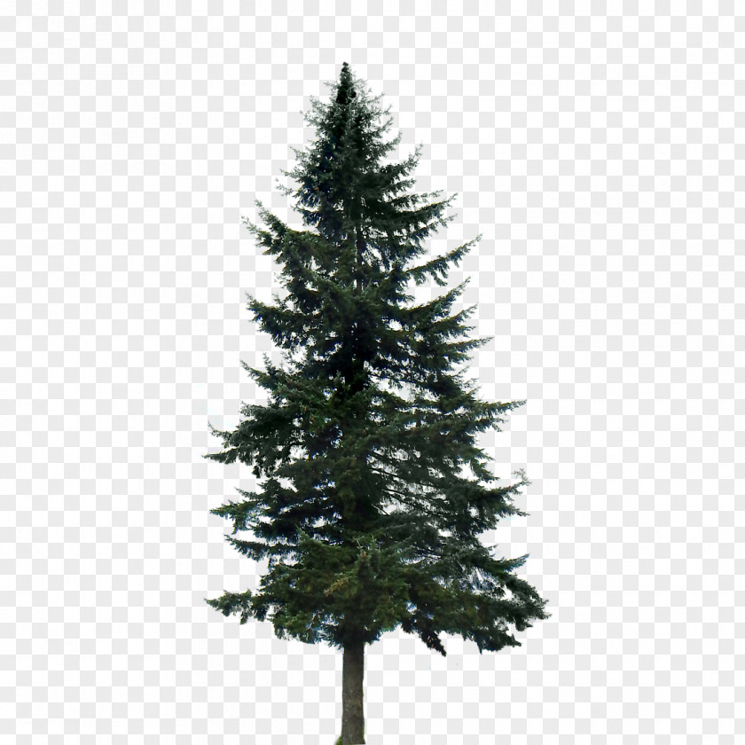 Fir-tree Western Yellow Pine Tree Conifers PNG