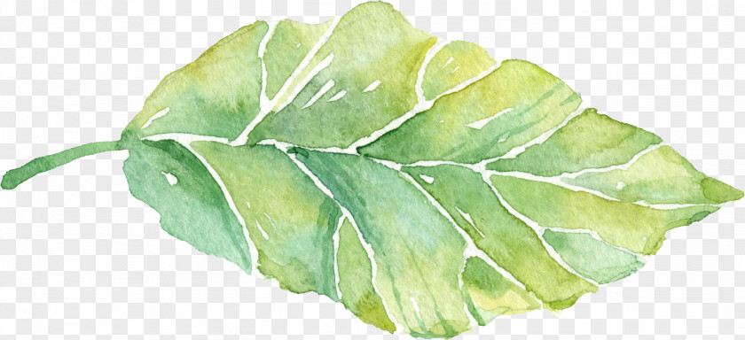 Green Leaves Leaf PNG