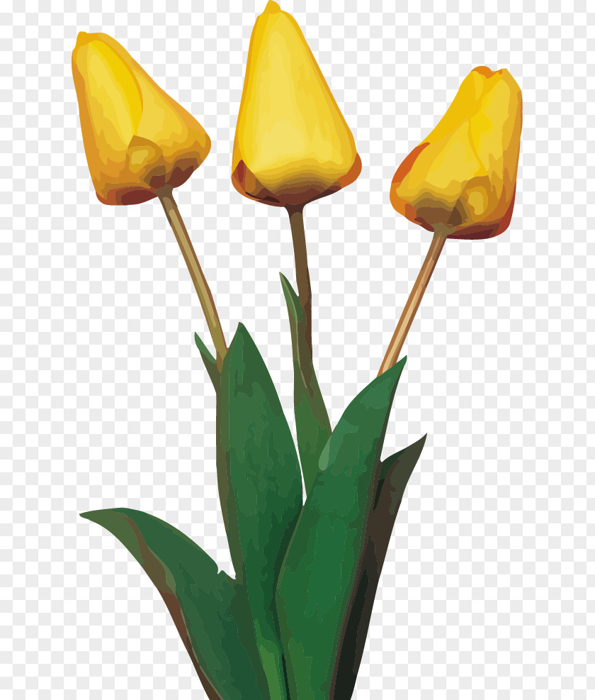 Hand-painted Tulip Vector Netherlands Water Euclidean Food PNG