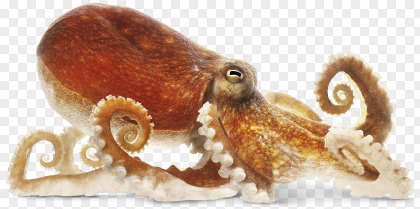 Octapus Octopus Cephalopod Dorling Kindersley The New Children's Encyclopedia Squid PNG